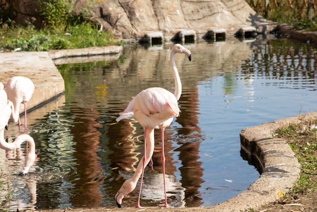 Flamingos bebem água no outono fechado de lagoa