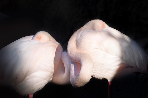 Flamingos com cabeças enfiadas dormindo