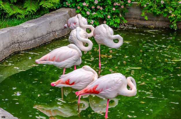 Flamingos cor de rosa em uma lagoa em um dia de verão.