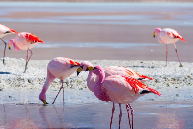 Flamingos cor de rosa em