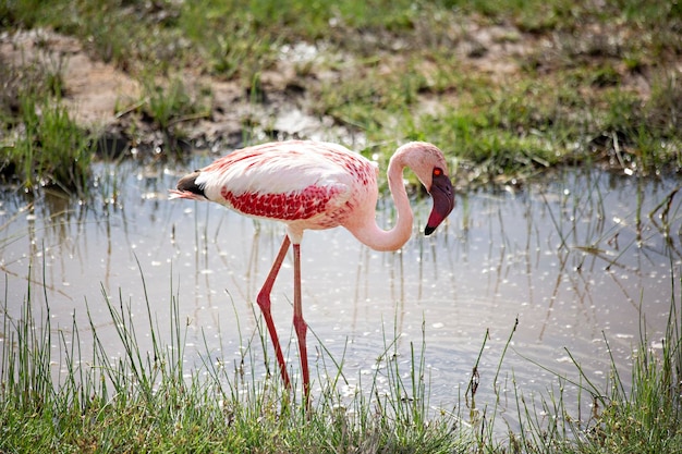 Flamingos cor de rosa no lago Amboseli no Quênia