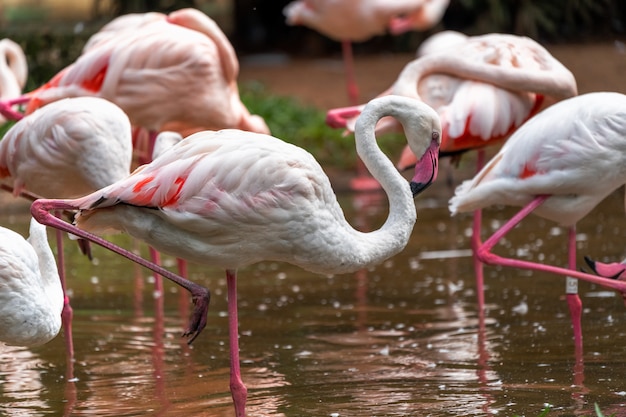 Flamingos cor de rosa no parque nacional no Brasil.