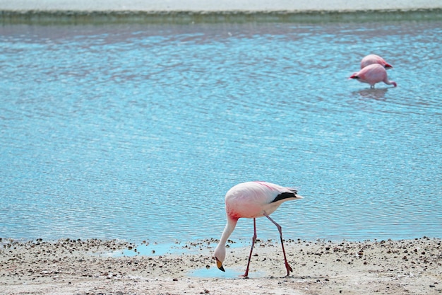 Foto flamingos cor-de-rosa pastando na água salina rasa do lago laguna hedionda, na bolívia