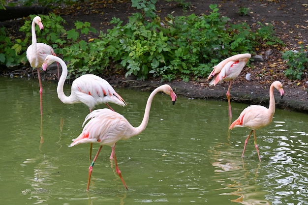 Flamingos cor de rosa perto da lagoa