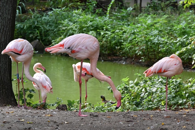 Flamingos cor de rosa perto da lagoa