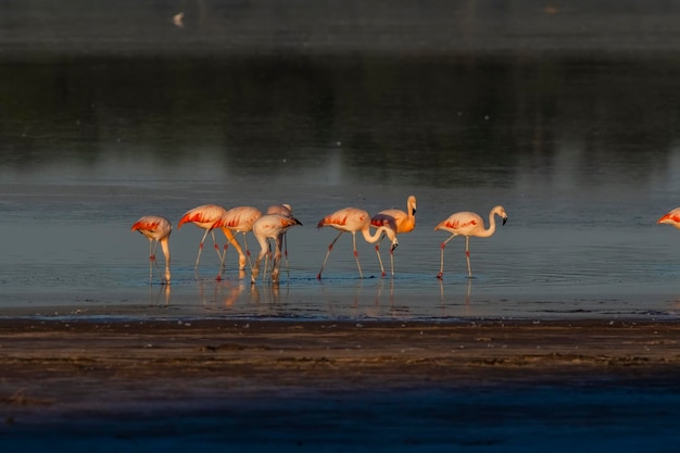 Flamingos descansam em uma lagoa salgada La Pampa ProvincePatagonia Argentina