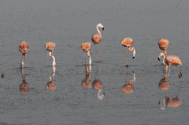 Flamingos descansam em uma lagoa salgada La Pampa ProvincePatagonia Argentina