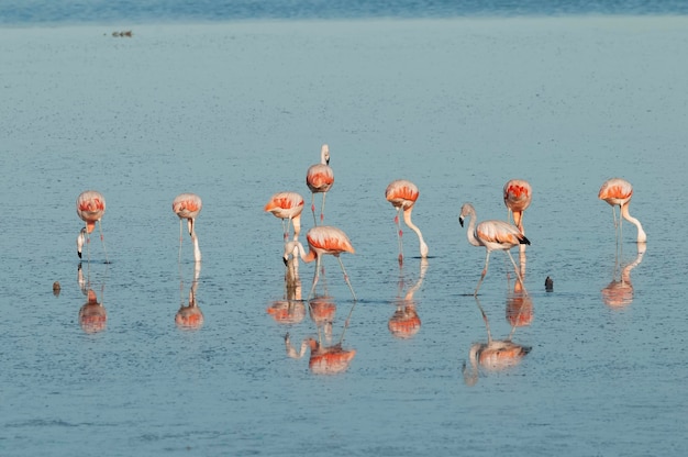 Flamingos descansam em uma lagoa salgada La Pampa ProvincePatagonia Argentina