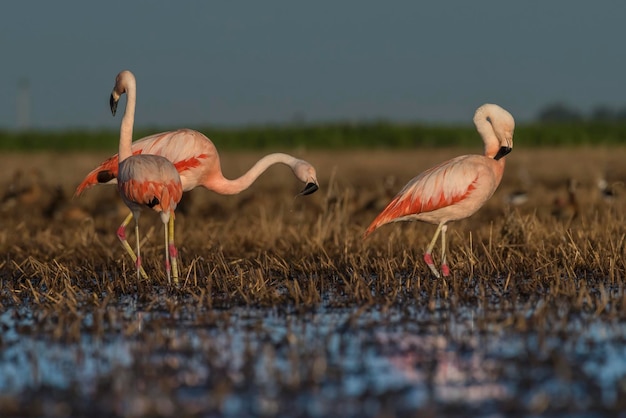 Flamingos em Pampas Laguna Meio Ambiente La Pampa Patagônia Argentina