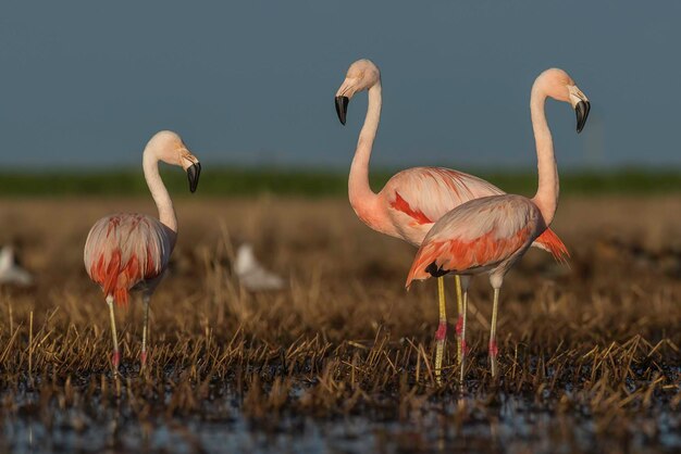 Flamingos em Pampas Laguna Meio Ambiente La Pampa Patagônia Argentina