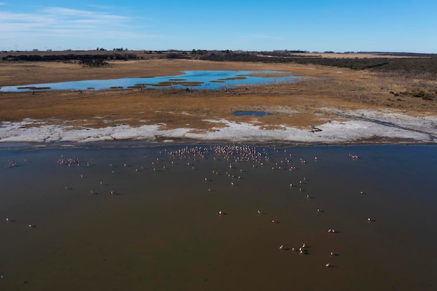 Flamingos em rebanho em uma lagoa salgada Província de La Pampa Patagônia Argentina