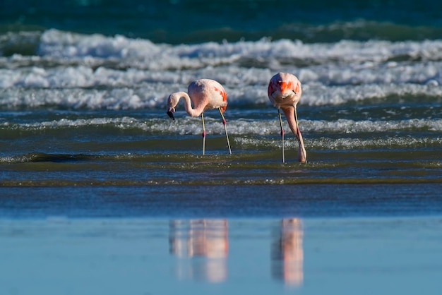 Flamingos em seascapePeninsula Valdes Patagônia Argentina