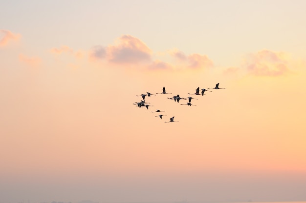 Flamingos em vôo pássaros no céu