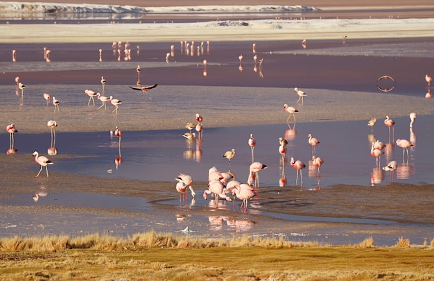 Flamingos Flamboyance pastando en Laguna Colorada Laguna Roja en el departamento de Potosí Bolivia