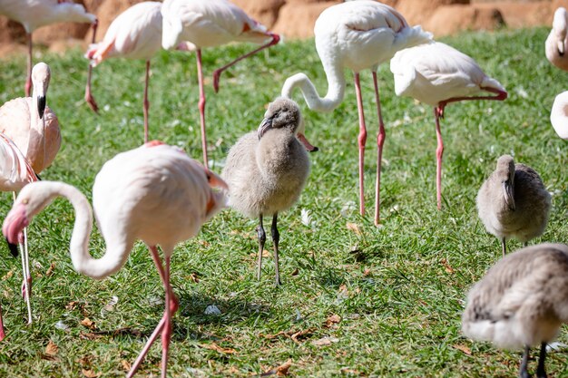 Flamingos füttern am See