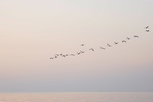 Foto flamingos im flug vögel im himmel