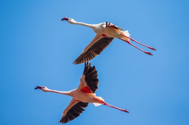 Flamingos im Flug