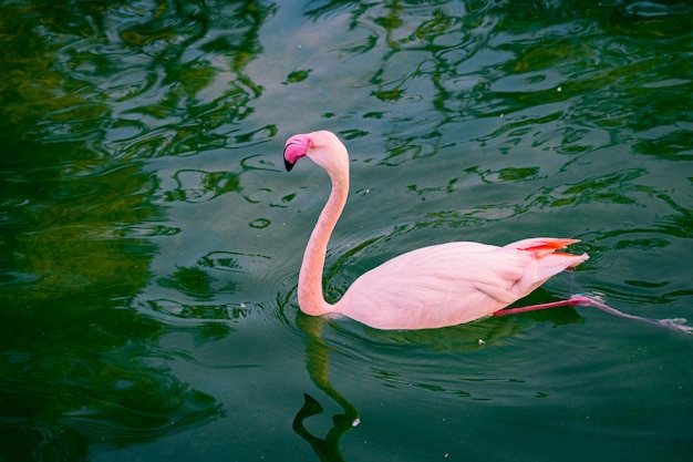 Flamingos im Fluss