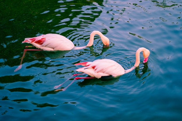 Flamingos im Fluss