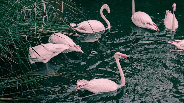 Flamingos im Fluss