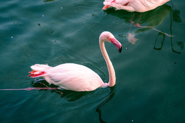 Flamingos im Fluss