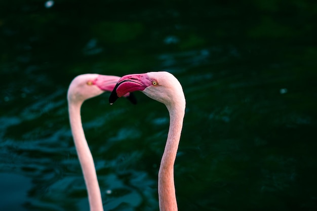 Foto flamingos im fluss