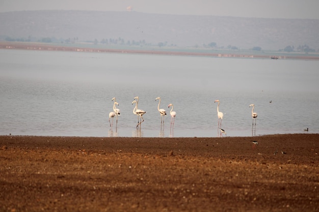 Foto flamingos im krishna-fluss in der nähe von bagalkot