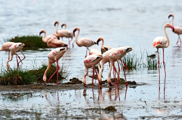 Flamingos im Nationalpark Lake Nakuru Africa