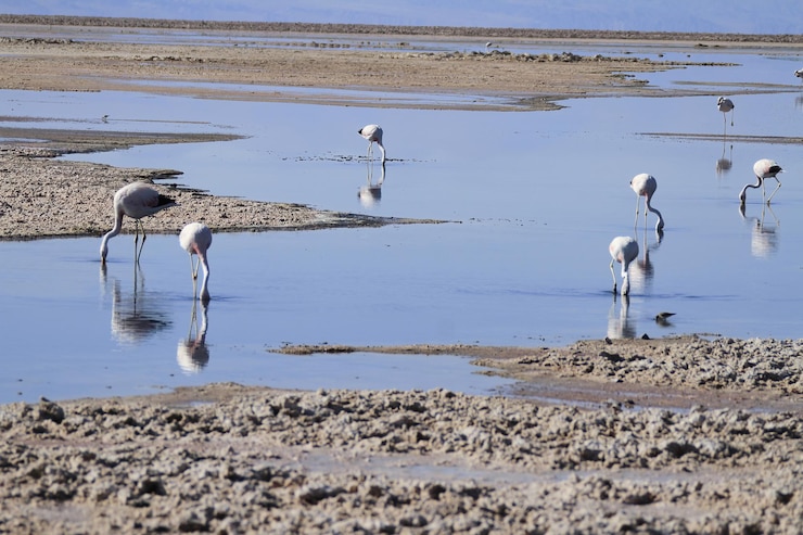 Foto flamingos im salar de atacma chile