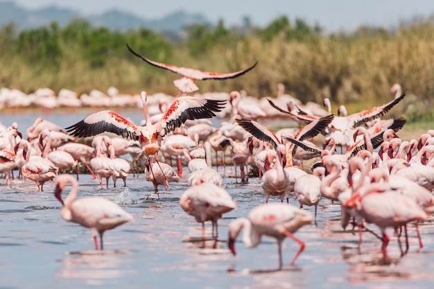 Foto flamingos in einem see