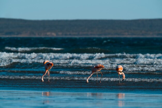 Flamingos in SeascapePeninsula Valdes Patagonien Argentinien