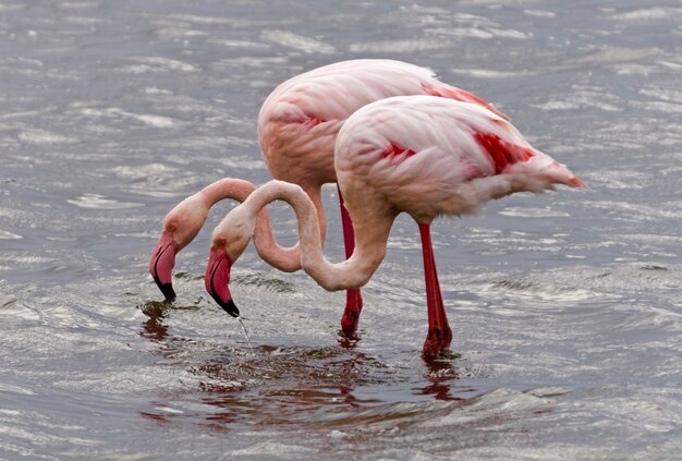 Foto flamingos in walvis bay - namibia