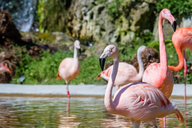 Foto flamingos en un lago