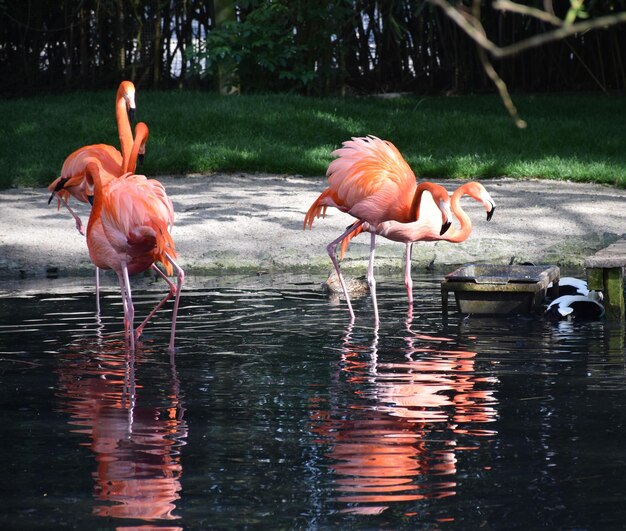 Foto flamingos en el lago