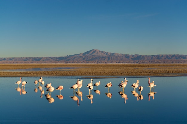 Foto flamingos en el lago