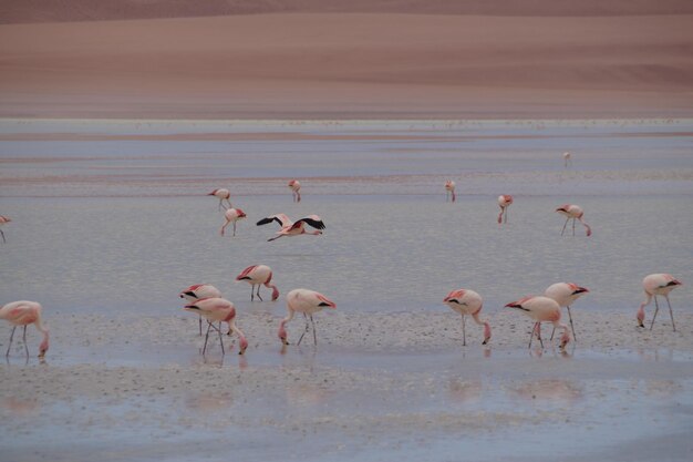 Foto flamingos de la laguna roja de bolivia