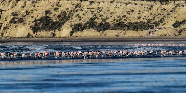 Flamingos en la línea de marea Península Valdes Patagonia Argentina