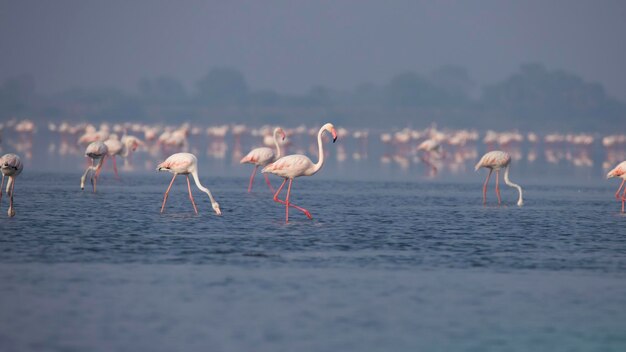 Foto flamingos maiores ou flamingos no lago em busca de comida