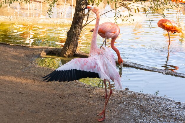 Flamingos na água