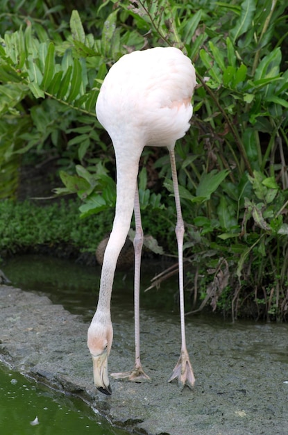 flamingos na água