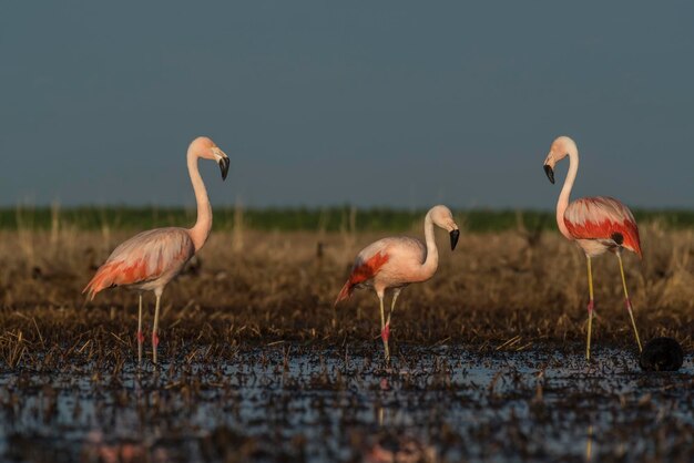 Flamingos na Lagoa das Pampas Meio ambiente La Pampa Patagônia Argentina