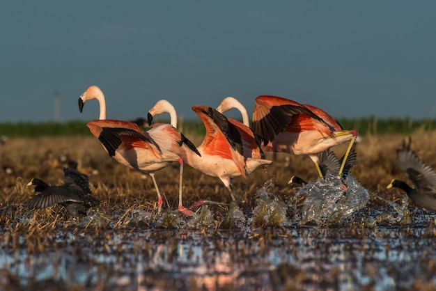 Flamingos na Lagoa das Pampas Meio ambiente La Pampa Patagônia Argentina