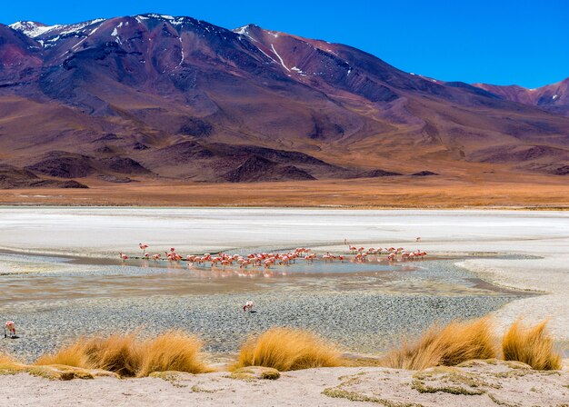 Flamingos na lagoa do Colorado