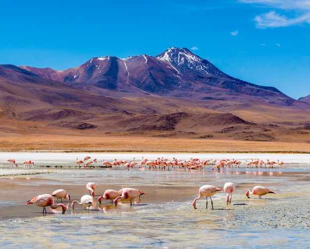 Flamingos na lagoa do Colorado