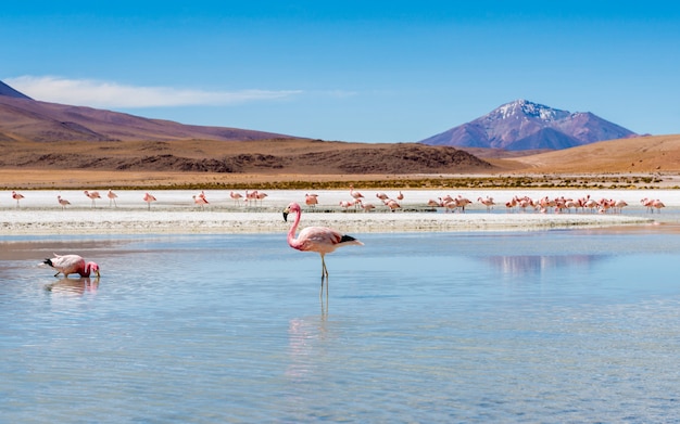 Flamingos na lagoa do Colorado
