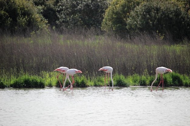 Flamingos na Laguna de Fuente de Piedra, na província de Málaga, Espanha
