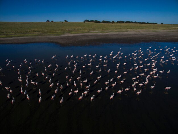 Flamingos na Patagônia Vista aéreaArgentina