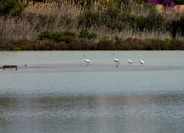 Flamingos nas salinas