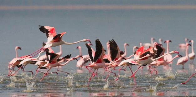 Flamingos no lago com reflexo