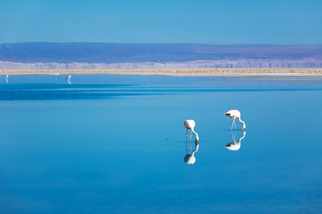 Flamingos no lago de sal Lagoa Chaxa, deserto de Atacama, Chile, América do Sul